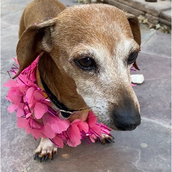 Meet your Posher, Erica SnowFlower - Picture 11 of 16